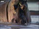 راز بقا - مبارزه مرگبار اسب های آبی