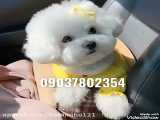 فروش سگ آپارتمانی عروسکی خانگی پاکوتاه در واتساپ پیام دهید 09037802354