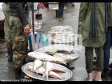 فوتیج ماهی فروشی بازار محلی