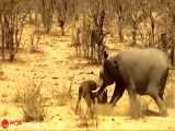 حیات وحش، کشته شدن بوفالو به دست فیل خشمگین