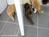 ویدیو خنده دار گربه های پرشین