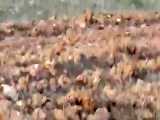 فیلمی زیبا از اواز خوندن چکاوک کاکول بسر