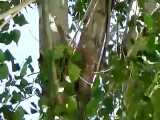 ویدیو زیبا از لانه ای کبوتر قمری روی درخت چنار