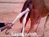 زایمان شتر به دست انسان