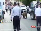 پرسه زدن خرس وحشی در خیابان‌های جمهوری آذربایجان!