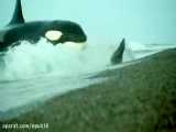 این نهنگ قاتل پس از به گل نشستن در  ساحل ساعت‌ها گریه کرد