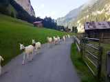 روستایی رویایی، زیبا و شگفت انگیز در دل کوه های آلپ. (سوئیس) .