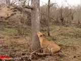 بالا رفتن شیر از درخت برای ربودن شکار پلنگ