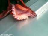 Look What Happens to the Octopus Locked up in a Jar! 8 Smart Animals.webm