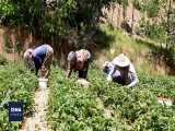 برداشت توت فرنگی در کردستان و مشکلات باغداران 