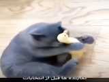 ته خنده دوبله حیوانات