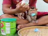 غذا دادن به میمون ها