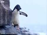 شکارچیان بچه پنگوئن ها