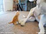 بازی بچه گربه با سگ پیت بول