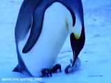 لحظه احساسی عکس العمل پنگوئن ماده به مرگ فرزندش