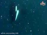 برخورد چهره به چهره غواص با نهنگ قاتل در زیر آب