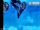 فیلم مراحل رشد و نمو ماهی گوپی نژاد بلک لیس از روز اول تا هفته شانزدهم