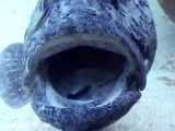 ماهی هامور سیب‌زمینی: Epinephelus tukula