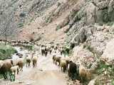 شستن وچیدن پشم گوسفند ها