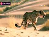 آوای زمین - یوزپلنگ ایرانی