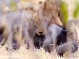 حیات وحش، حمله های تماشایی شیر برای شکار بوفالو