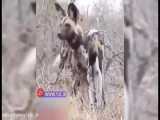 سلاخی کردن خرگوش توسط سگ‌های وحشی مقابل دوربین گردشگر