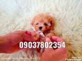 فروش سگ آپارتمانی عروسکی پاکوتاه خانگی لطفا در واتساپ پیام دهید 09037802354