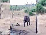 نبرد دیدنی فیل با کرگدن
