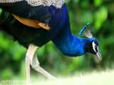 10 Most Beautiful Peacocks in the World.webm