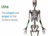 آناتومی بدن _ طولانی ترین استخوان بدن