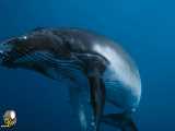 تماشا و دانلود رایگان مستند زیبای Dolphin Reef 2020