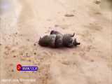 تلاش های گربه وحشی برای نجات از مار بوآ
