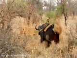 شکار بوفالو افریقایی توسط شیرهای حیات وحش افریقا