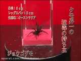  Poison 2 مرحله2جنگ1-عنکبوت شتری سیاهvsعنکبوت تارقیفی