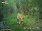 ثبت تصاویر پلنگ در جنگل های سوادکوه مازندران