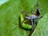پارازیته کردن آفات کشاورزی توسط حشرات 