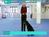 آموزش تربیت سگ | سگ خانگی | سگ نگهبان (دراز کشیدن سگ)