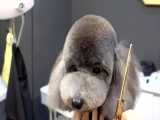آرایشگاه بامزه ترین حیوانات خانگی - پودل عروسکی