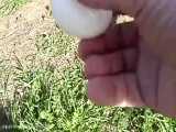 خورده شدن تخم مرغ توسط مارمولک بزرگ