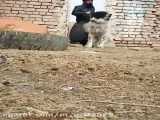سگ بازان - سگ سرابی - نبرد سگها - جنگ سگها شماره ۷