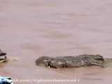 کلیپی زبیا از شکار کروکودیل