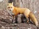 در آتش سوزی استرالیا این روباه به بچه خرس ها که مادرشون سوخته شیر میده
