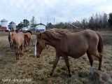 10 گونه از سریع‌ترین نژادها اسب در جهان