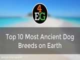 10 گونه از باستانی‌ترین نژادهای سگ در جهان