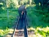 فیل بزرگ راه اهن قطار  را در هند بست