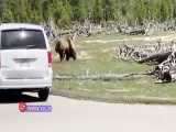 تلاش سرسختانه خرس گریزلی برای شکار گاومیش آمریکایی