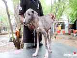 زندگی بخشیدن دوباره به سگ خیابانی بیچاره در هند!