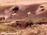 انتقام بوفالو از حمله  شیرهای افریقایی در اخر ویدئو
