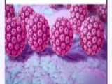زگیل تناسلی HPV از علت تا درمان کامل