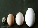 آیا خواص تخم پرندگان مختلف را می دانید